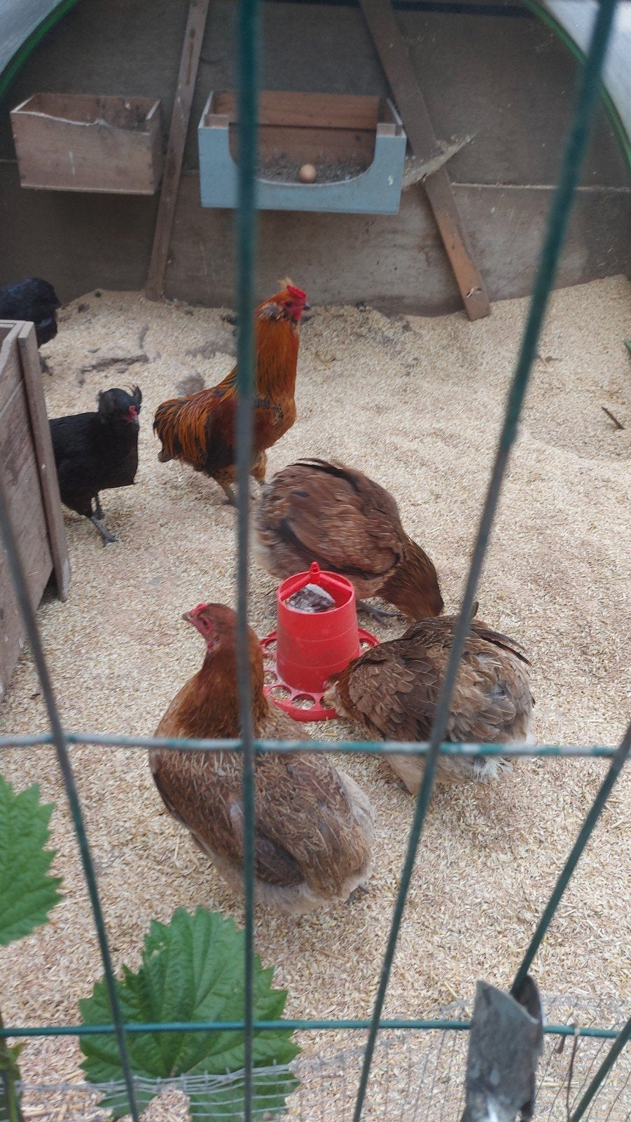 poulets araucana, Animaux & Accessoires, Femelle, Poule ou poulet