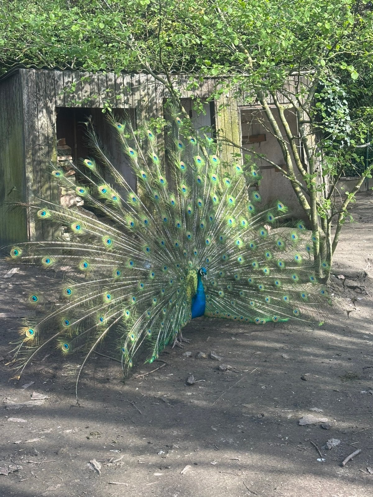 Blauwe Pauw man 2025, Dieren en Toebehoren, Mannelijk, Overige soorten