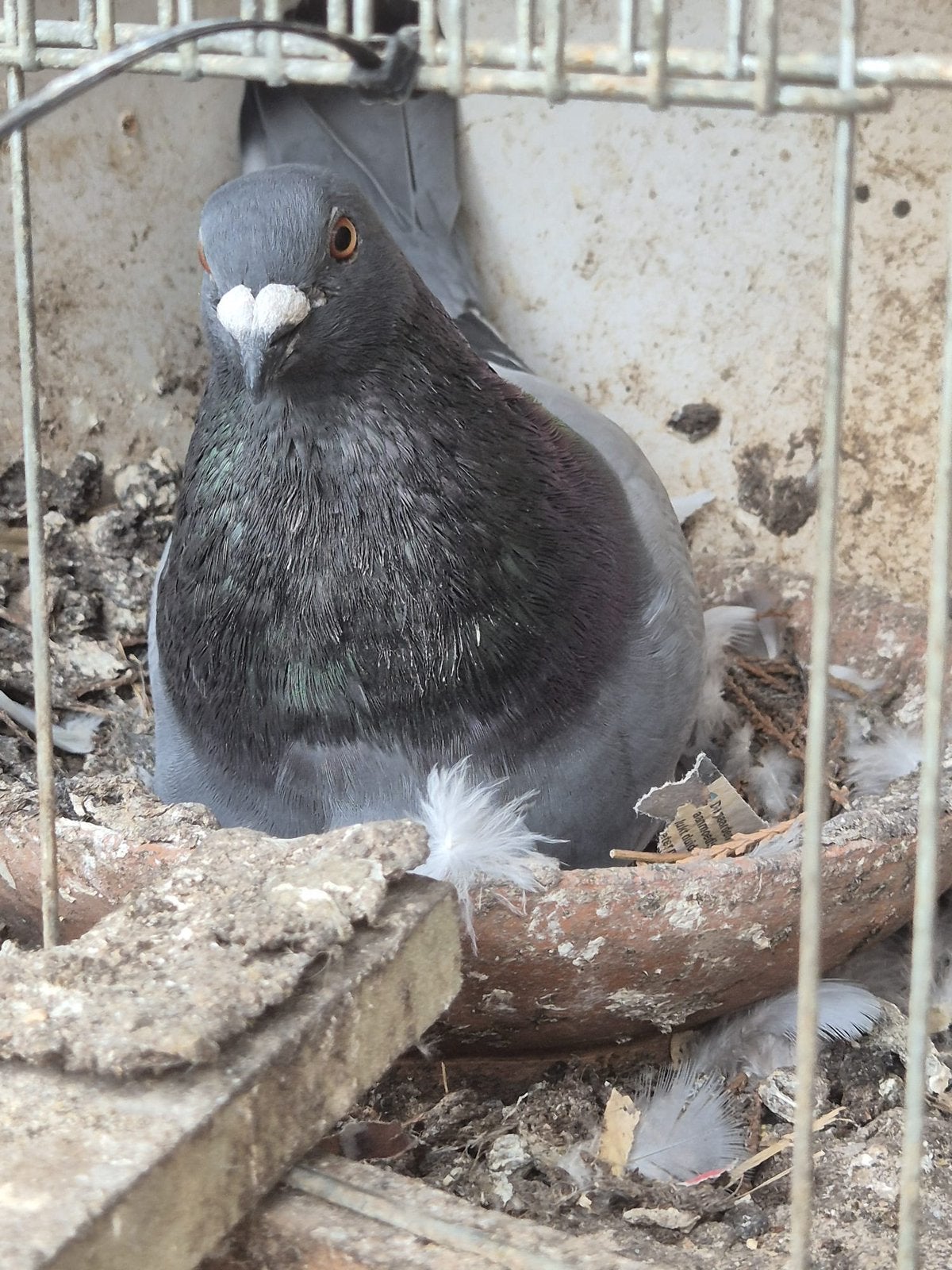 Gaditano sierduif, Animaux & Accessoires, Oiseaux | Pigeons