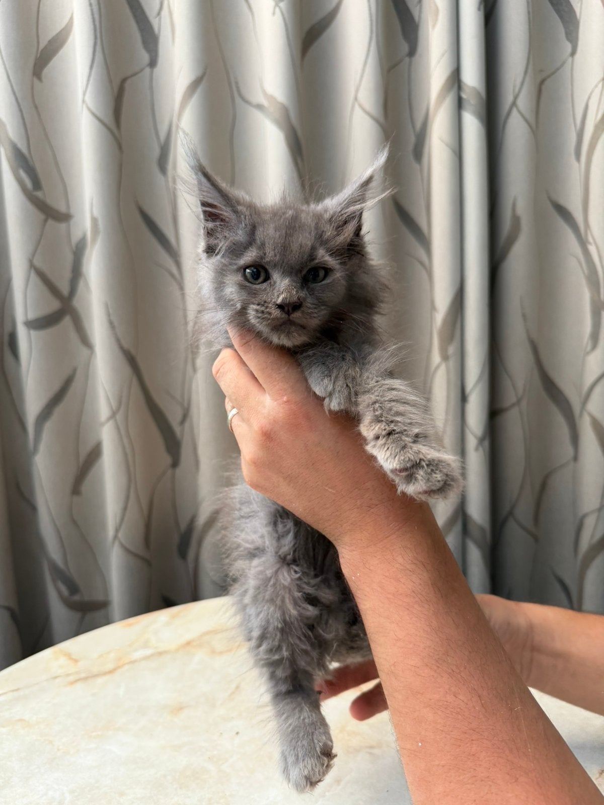 Maine Coon Kittens, Dieren en Toebehoren, Meerdere dieren, Met stamboom, 0 tot 2 jaar