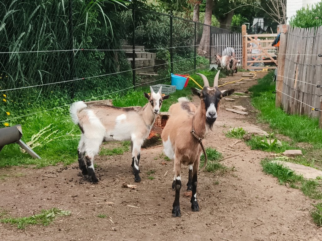 Vlaams bokje, Dieren en Toebehoren, Mannelijk, Geit, 0 tot 2 jaar