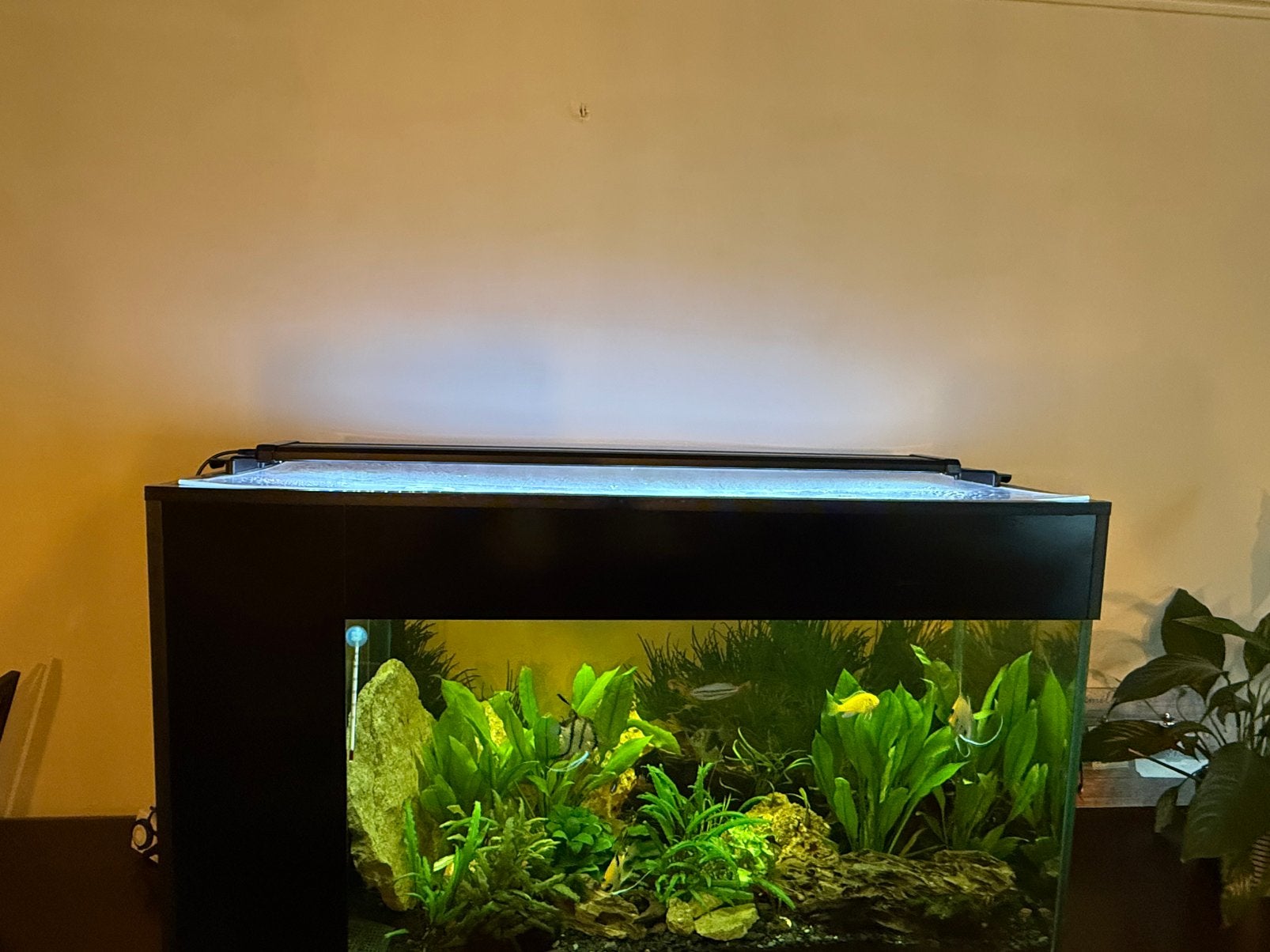Aquarium te koop, Enlèvement, Pompe, Comme neuf