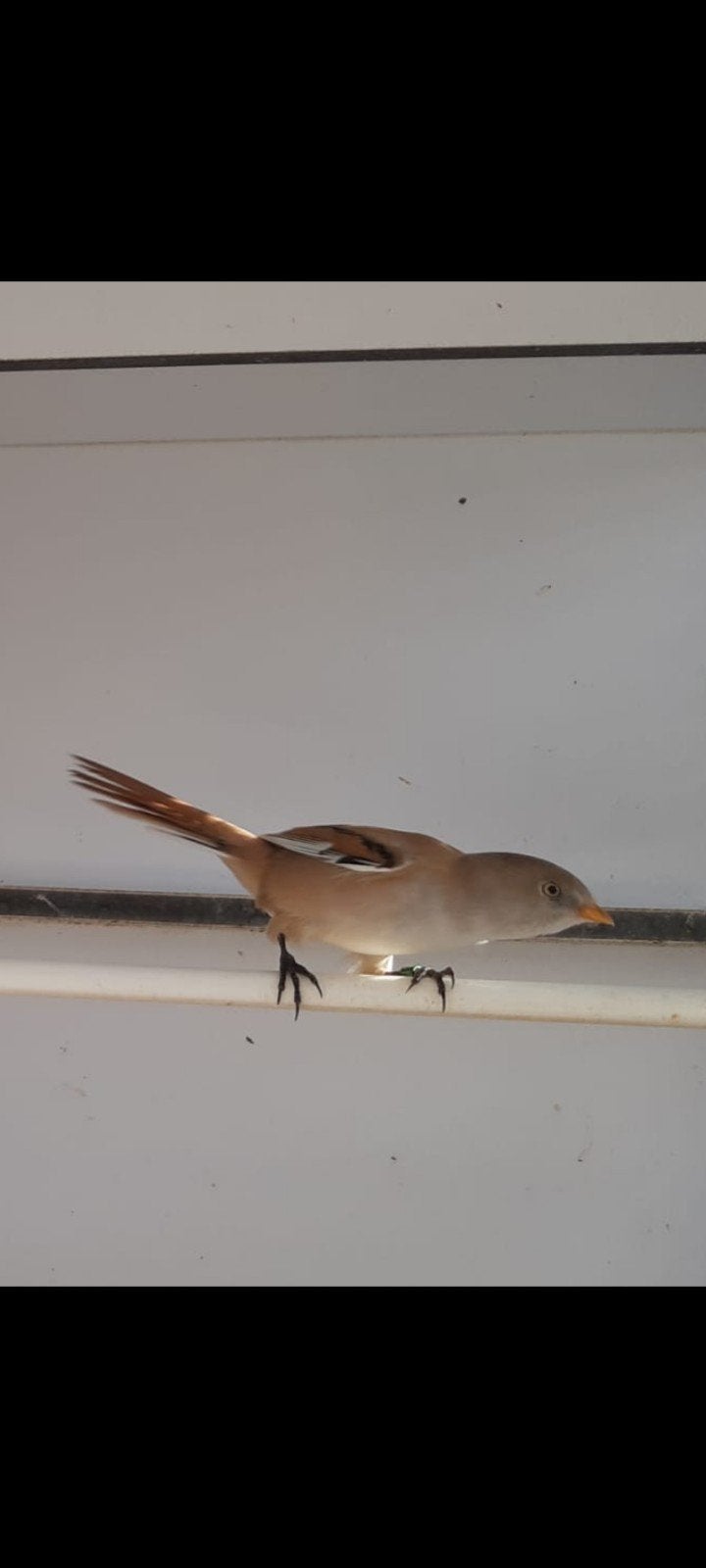 baardmannetje (pop), Dieren en Toebehoren