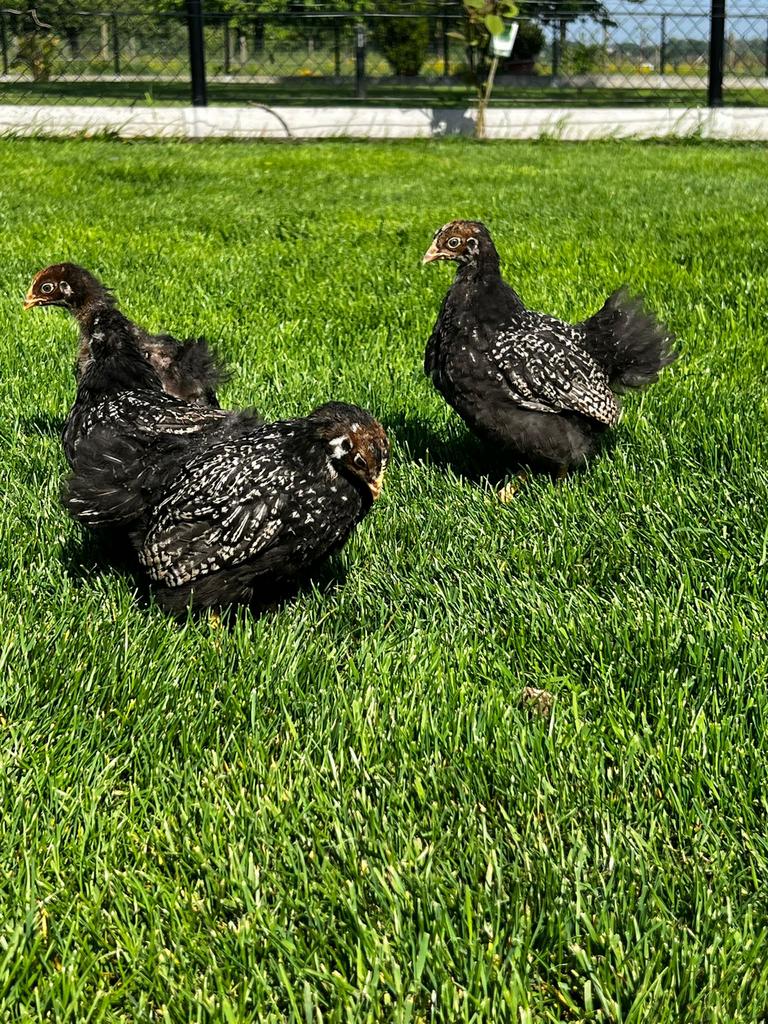 Jonge Barnevelders, Dieren en Toebehoren, Pluimvee