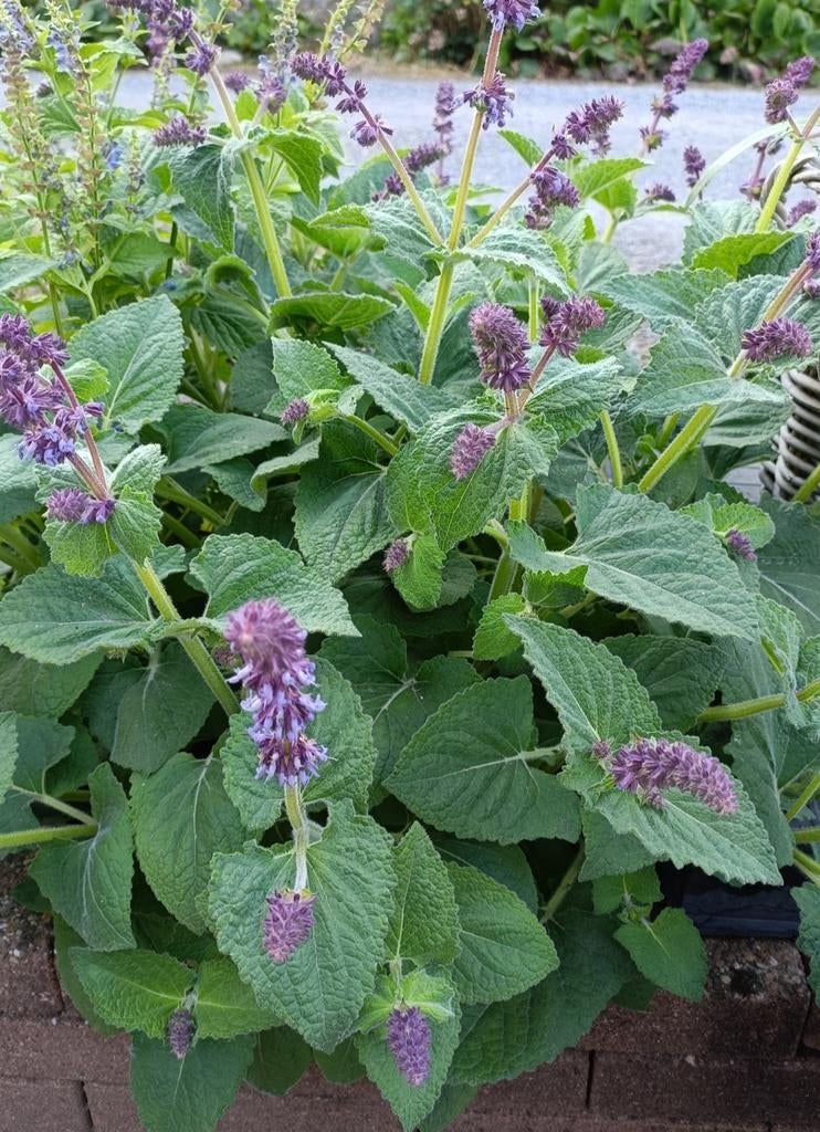 Salvia Verticilata ,vlinder plant, Volle zon, Vaste plant, Zomer, Ophalen