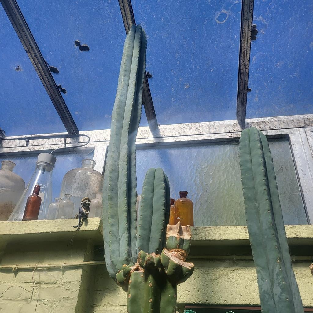 Trichocereus pachanoi en peruvianus, Watersport en Boten, Ophalen