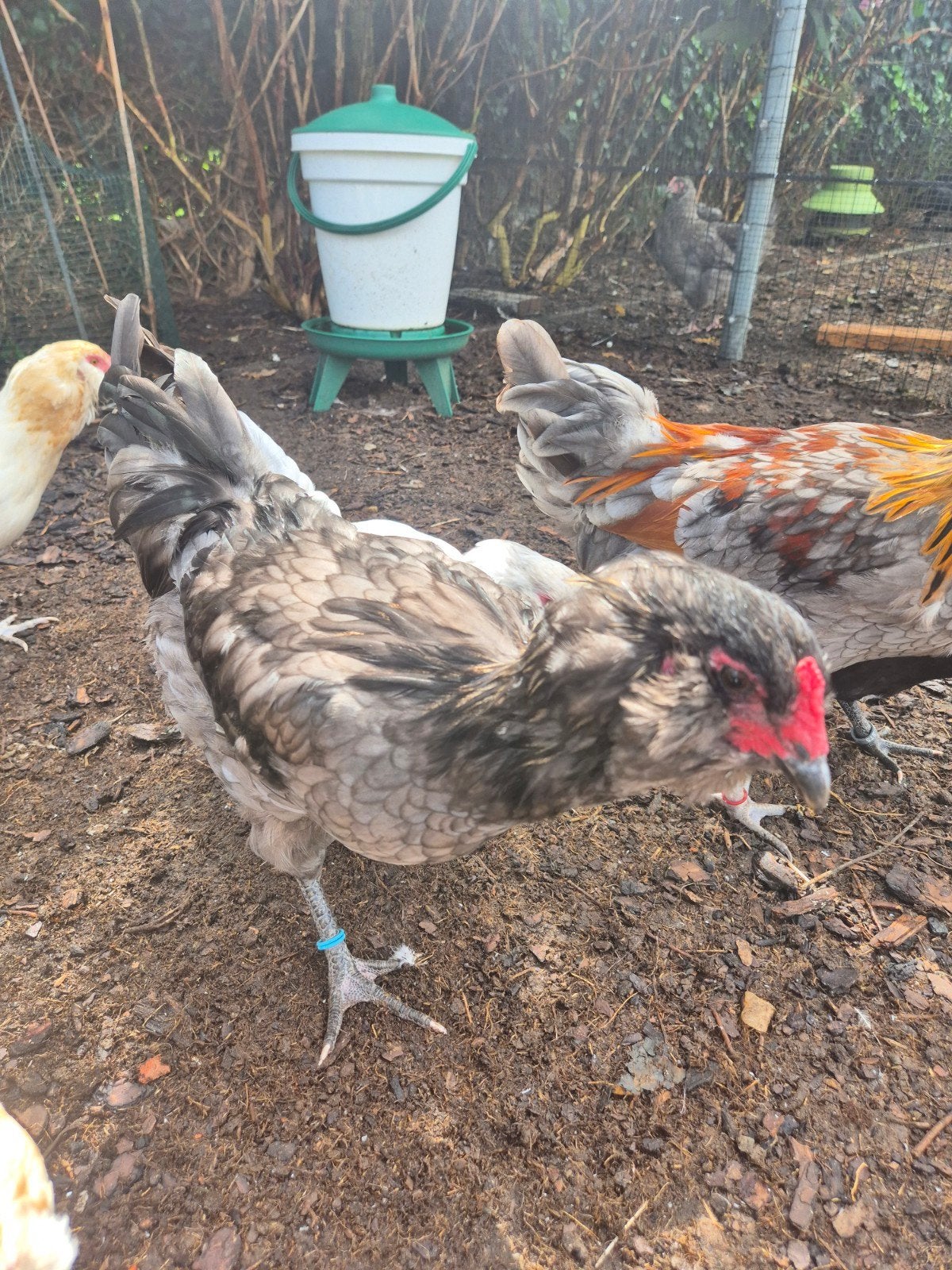 mooie jonge haantjes, Mâle, Poule ou poulet