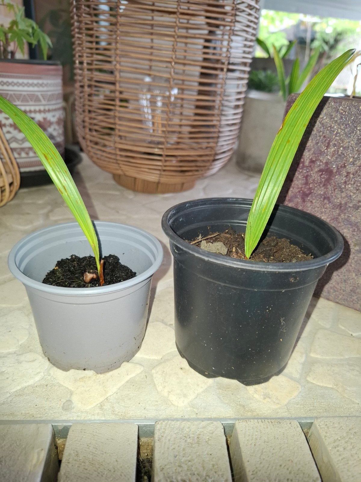 Trachycarpus fortunei palmboom 15stekjes!, Ophalen, Volle zon, Palmboom