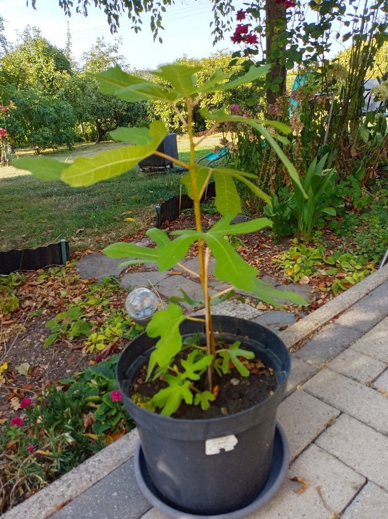 Ficus carica rouge de bordeaux, Figuier, En pot, Plein soleil, Moins de 100 cm