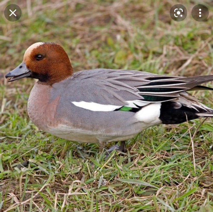 Europese smient/siereend, Canard