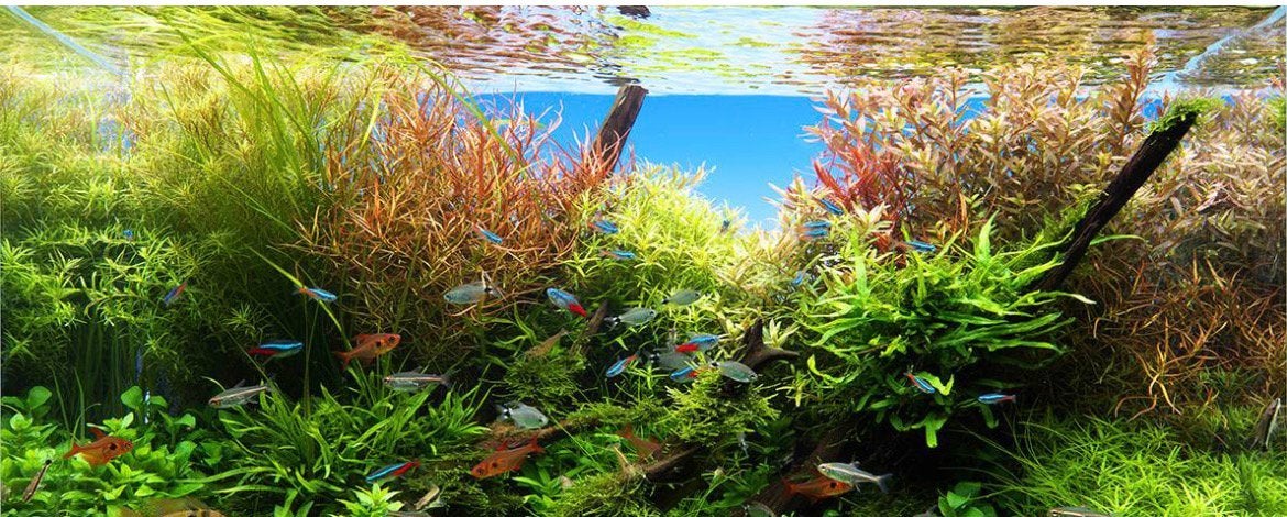 Gezocht aquarium planten