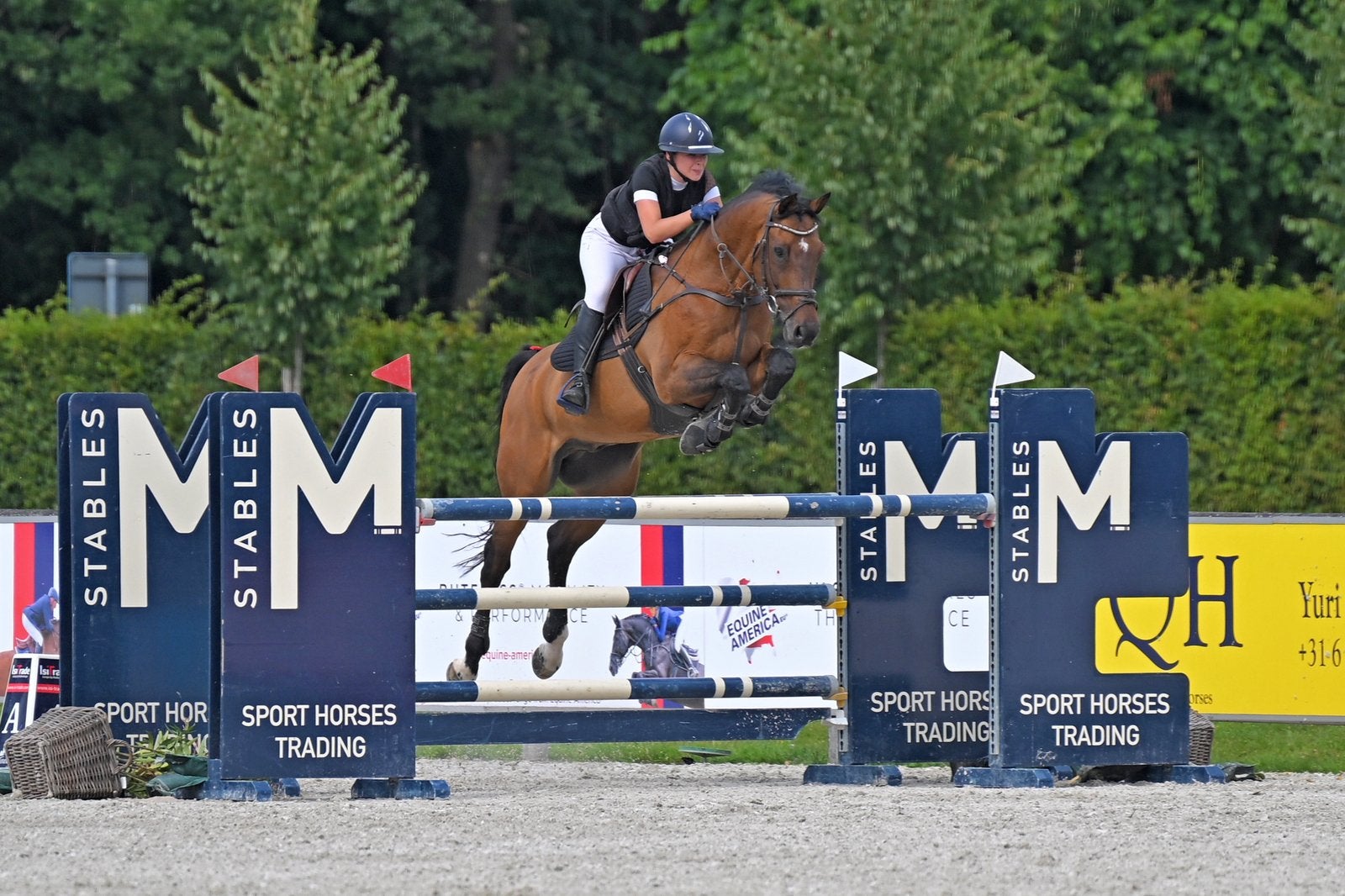School master te koop, Animaux & Accessoires, Chevaux, Hongre, Z, 165 à 170 cm, 11 ans ou plus, Cheval de saut, Avec pedigree