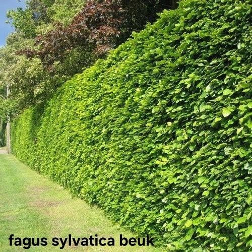‼️fagus sylvatica beuk aan stuntprijzen ‼️, Tuin en Terras, Gras en Kunstgras, Ophalen
