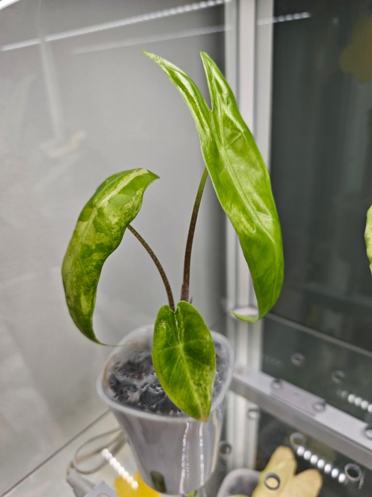 Alocasia longiloba albo, Enlèvement