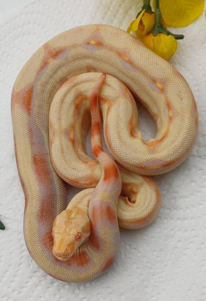 Boa imperator babies, Serpent, 0 à 2 ans