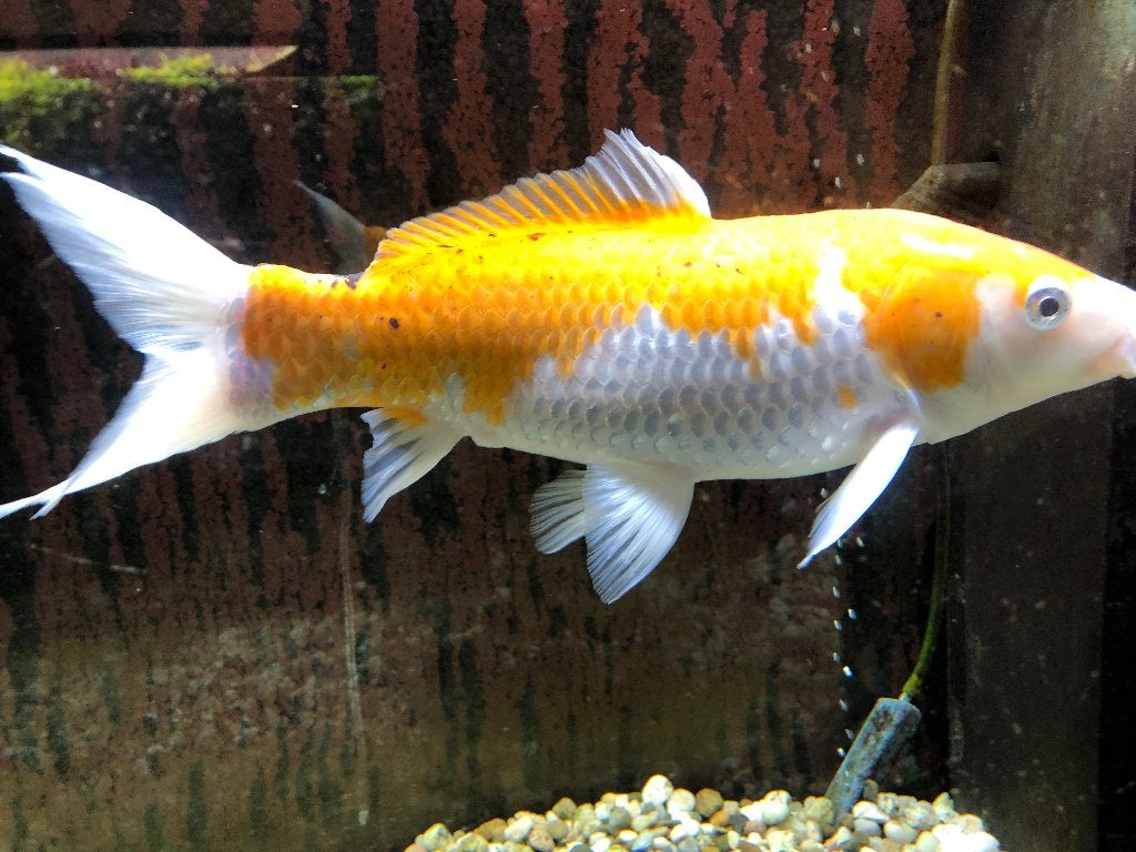 koi met aquarium, Animaux & Accessoires, Poisson, Poisson d'eau douce