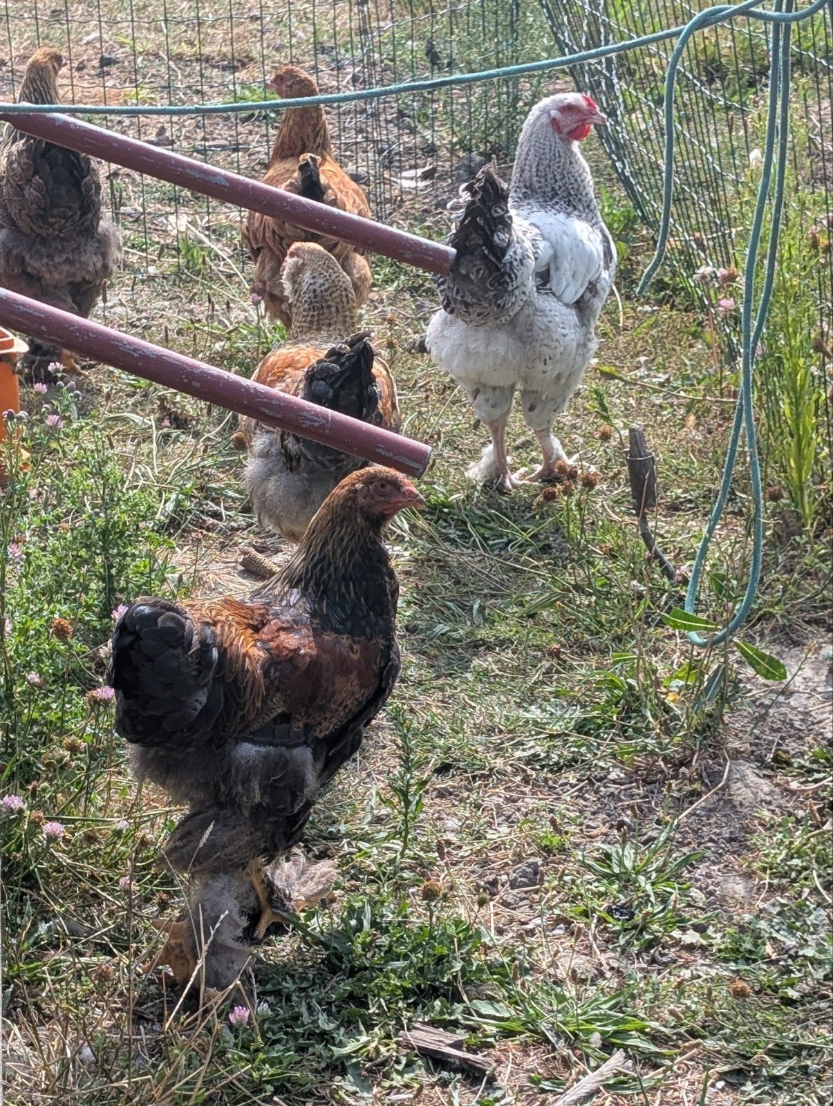 mooie jonge brahma hanen, Dieren en Toebehoren, Pluimvee