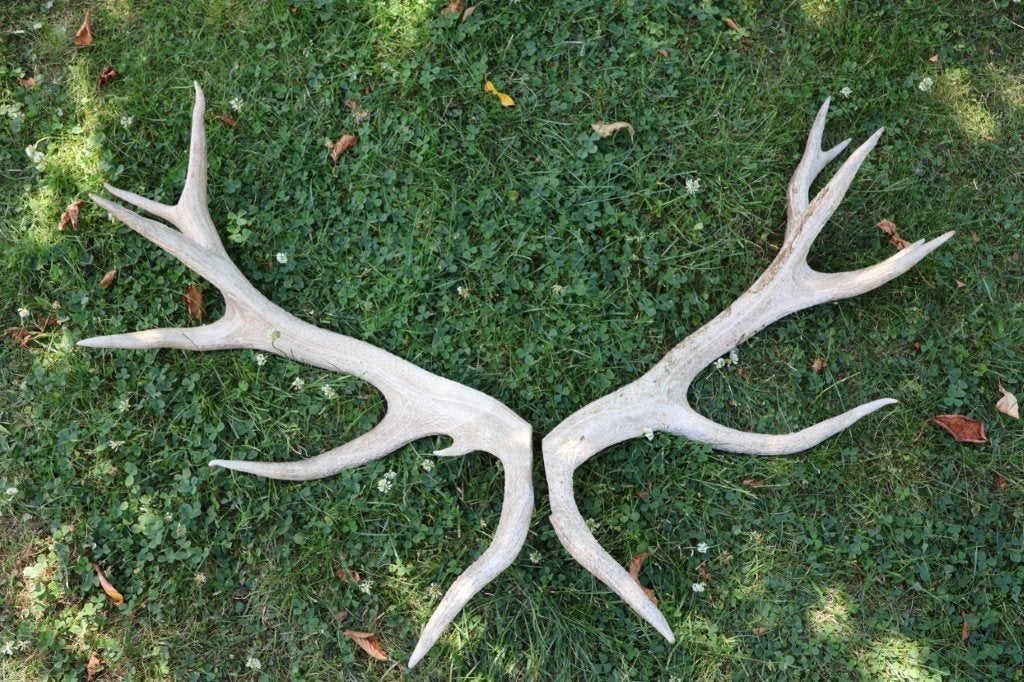 Taxidermie - gewei stangen hert 14-ender, Ophalen of Verzenden, Gebruikt, Hert