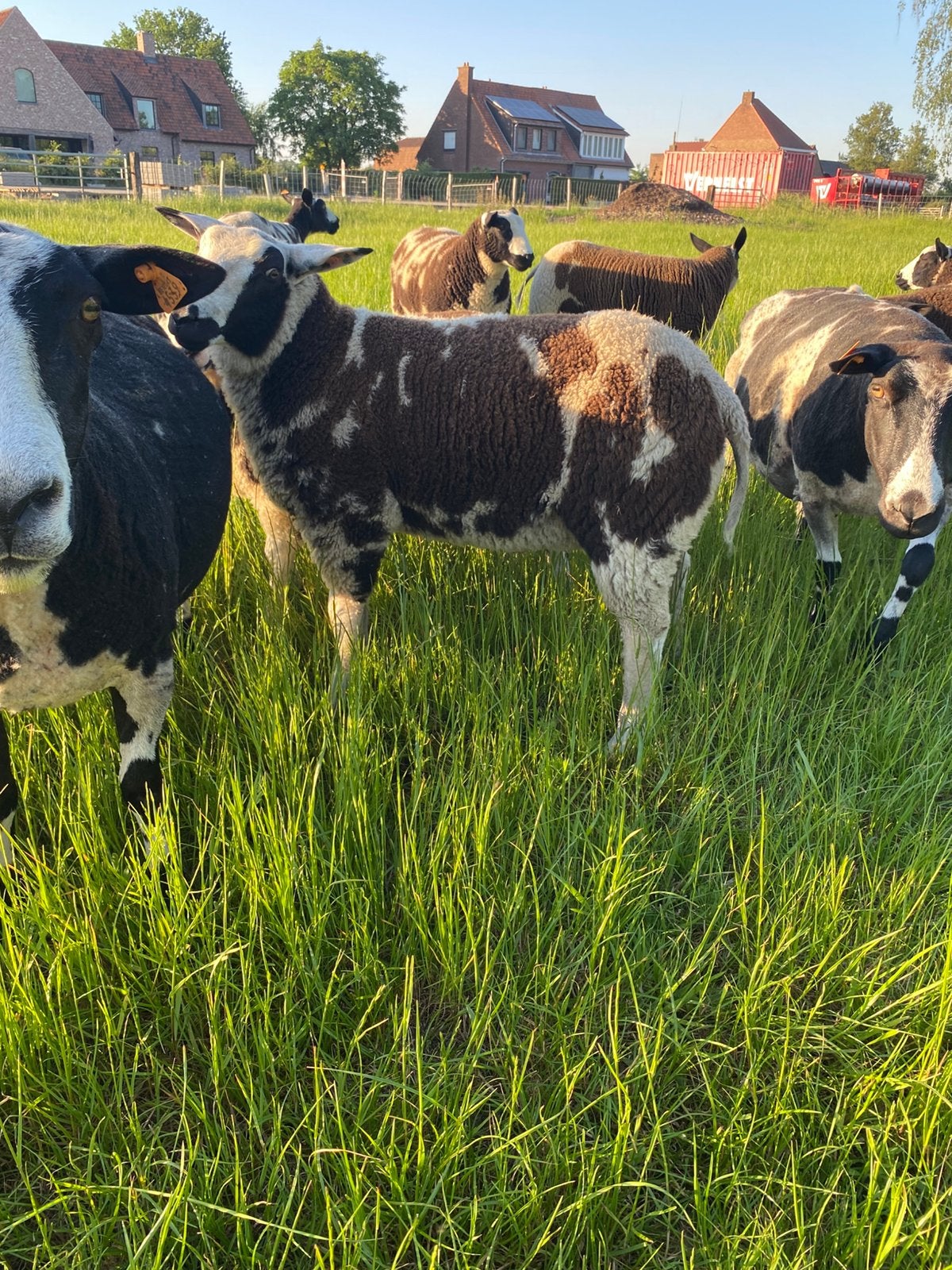 Mooie baggerbonte dekram, Dieren en Toebehoren, Mannelijk, Schaap, 0 tot 2 jaar