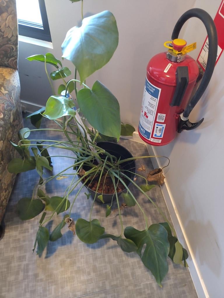 Kamerplant, Ophalen