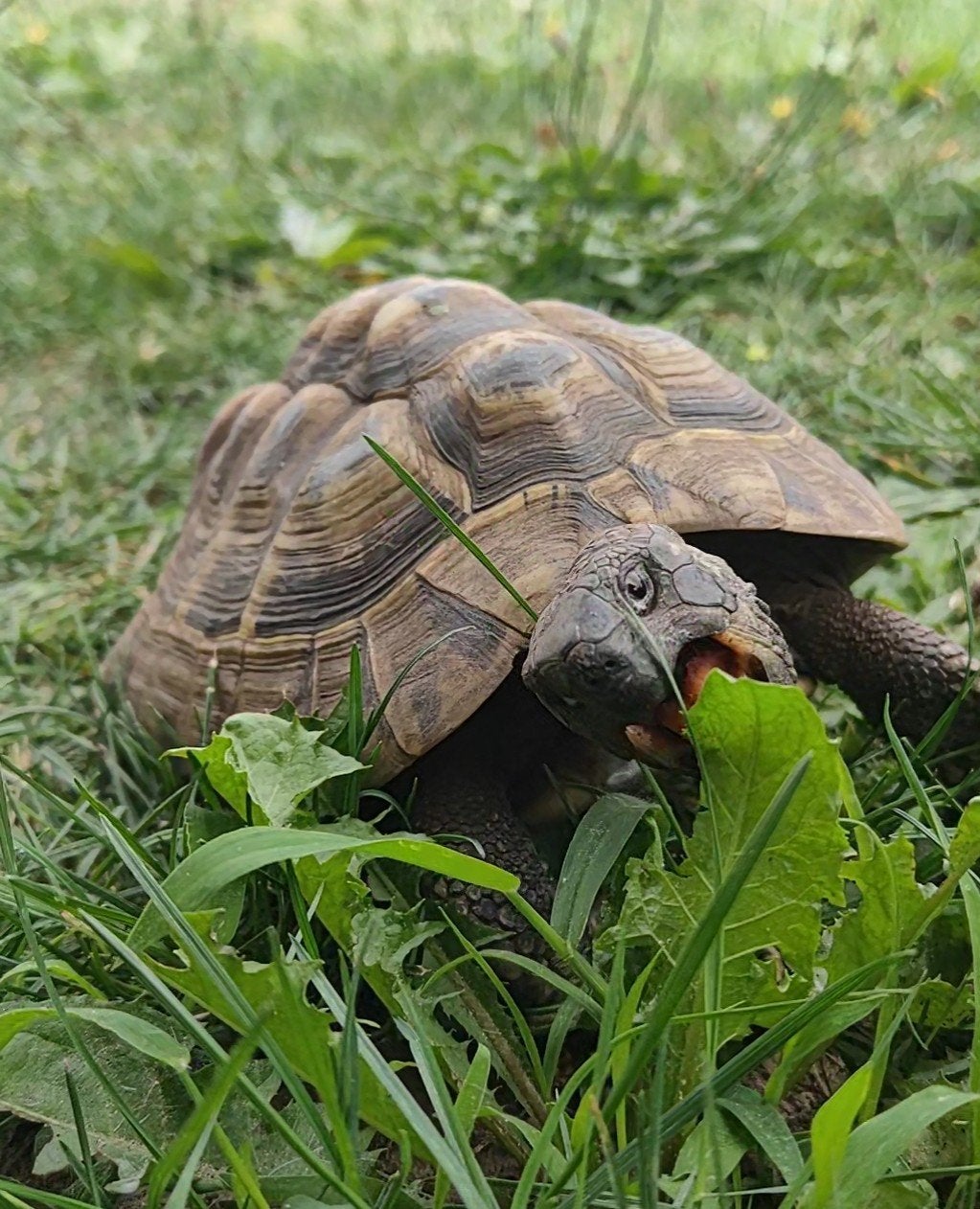 Griekse landschildpad THB man