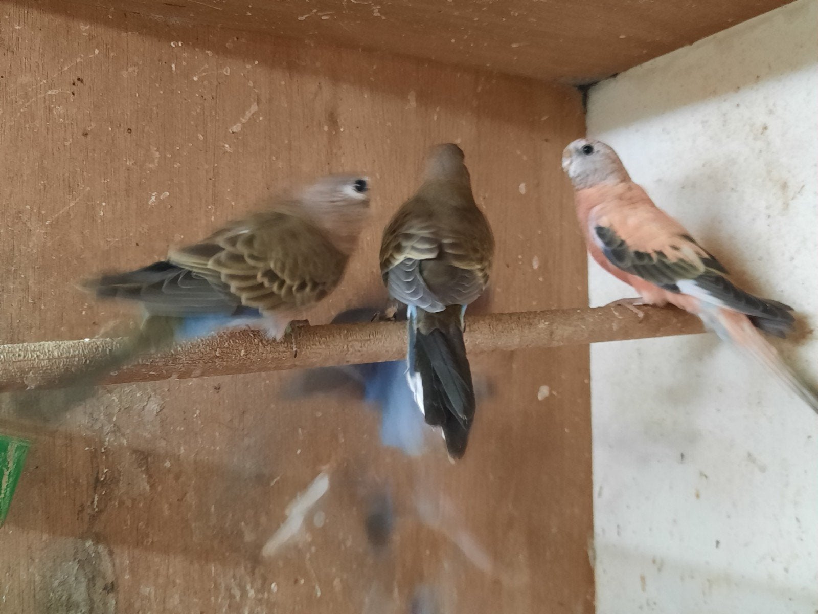 Bourkes, Meerdere dieren, Parkiet, Geringd
