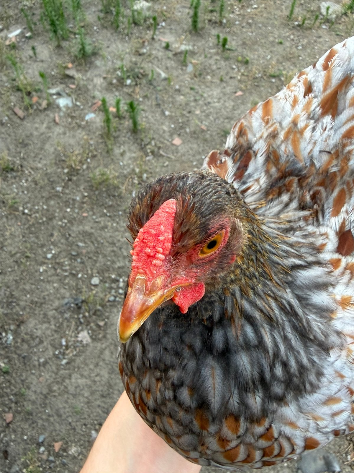 Wyandotte KRIEL hanen, Dieren en Toebehoren, Pluimvee
