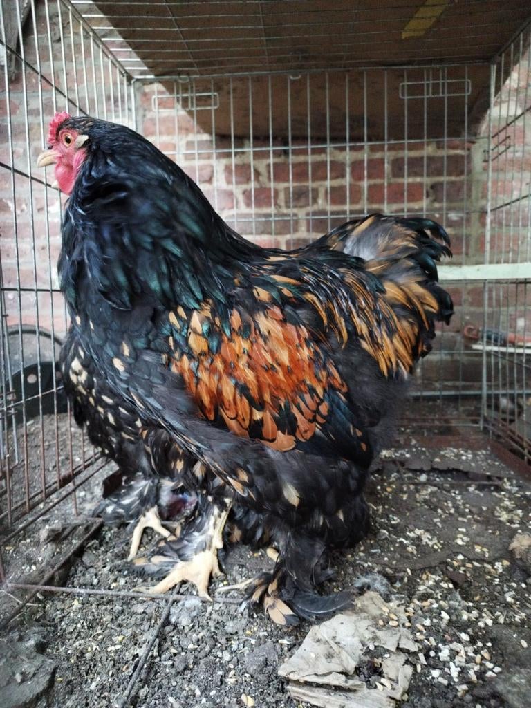 Broedeieren Brahma goud zwartgezoomd