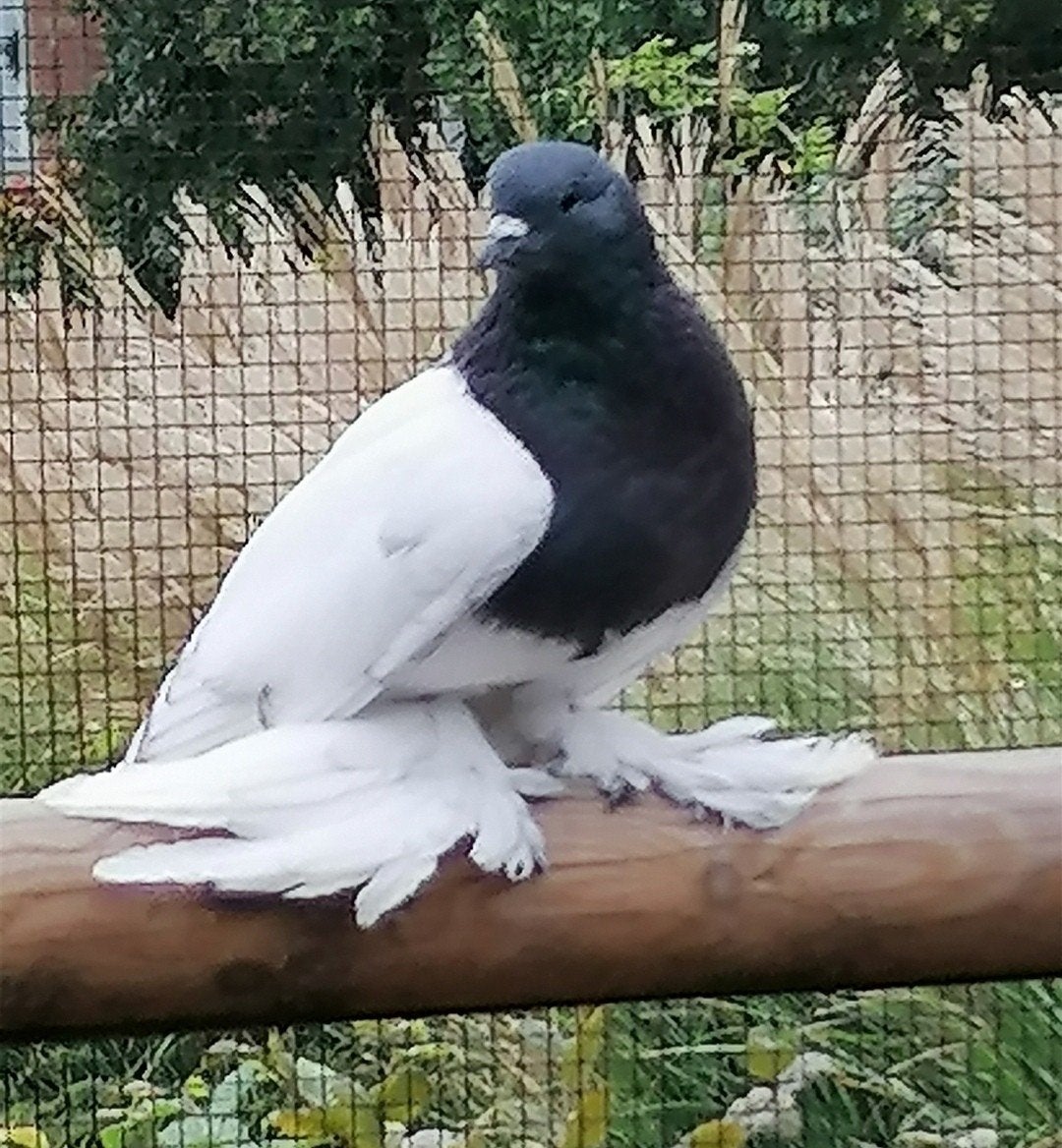 Saksische borstduiven blauw, Dieren en Toebehoren, Geslacht onbekend