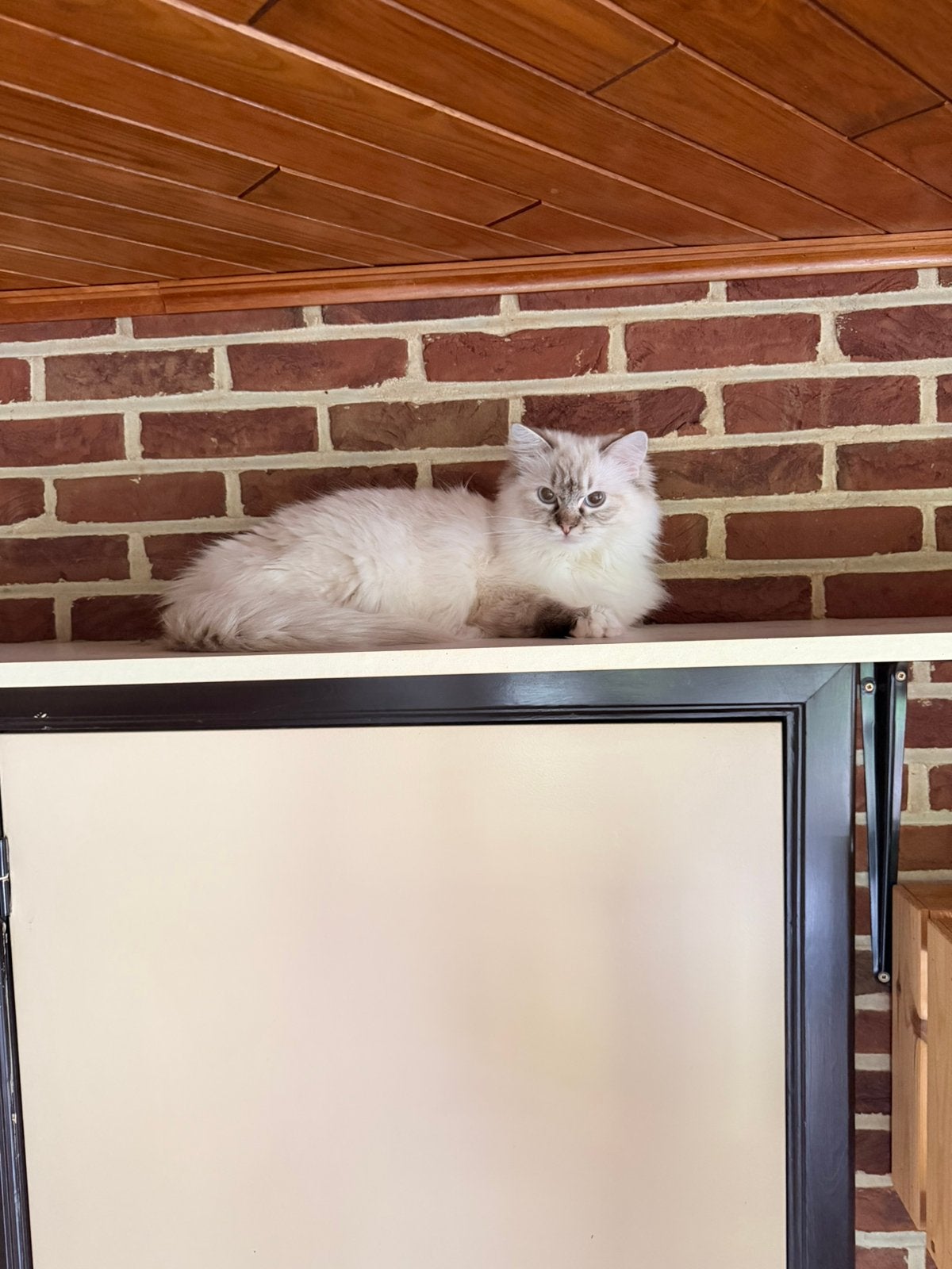 Herplaatser Ragdoll poes, Dieren en Toebehoren, Poes, Gechipt, 0 tot 2 jaar