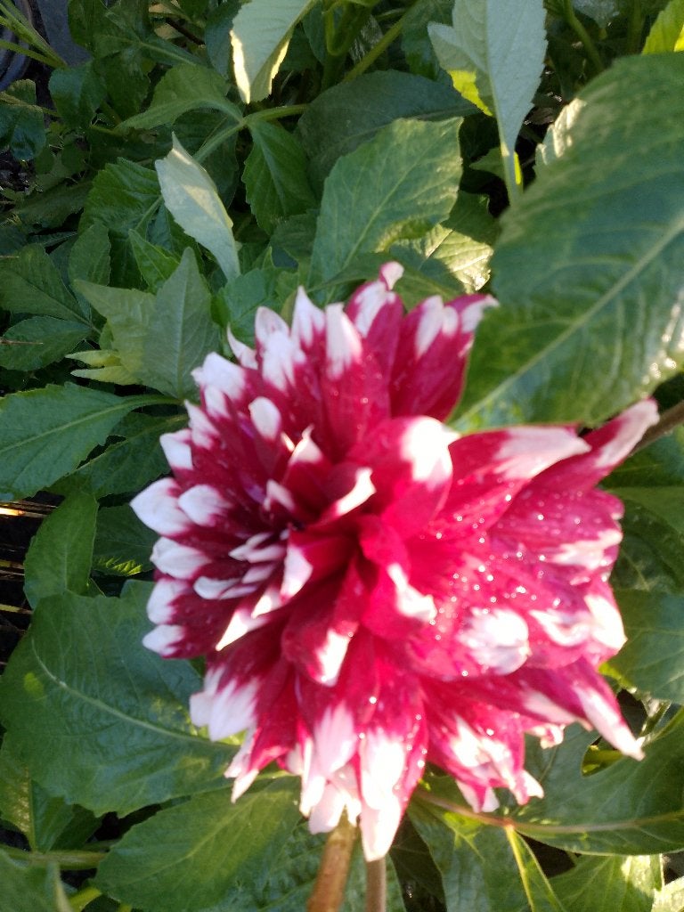 dalias knollen, Tuin en Terras, Ophalen