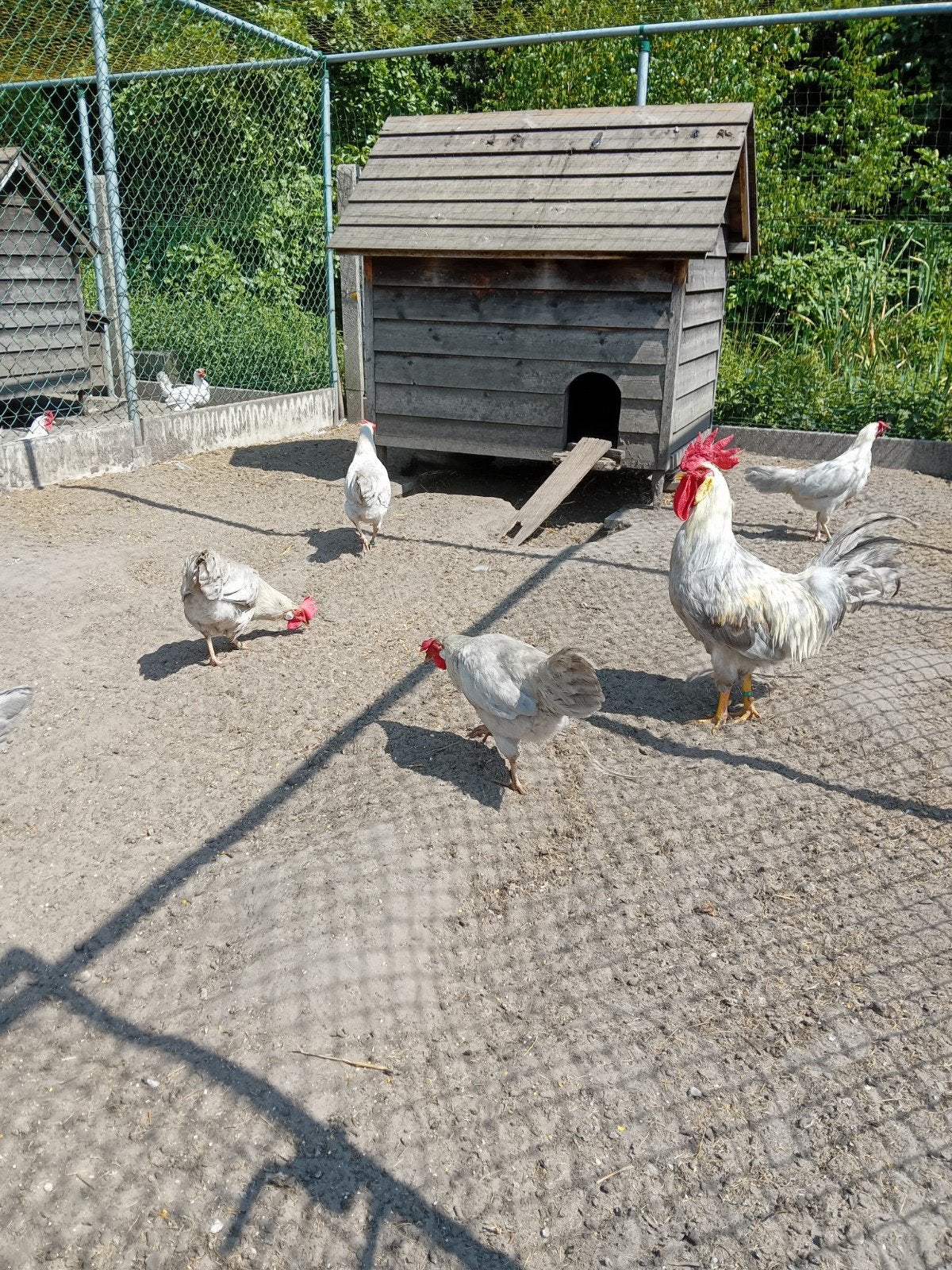 Tekoop broedeieren van leghorn isabelpatrijs Tekoop
