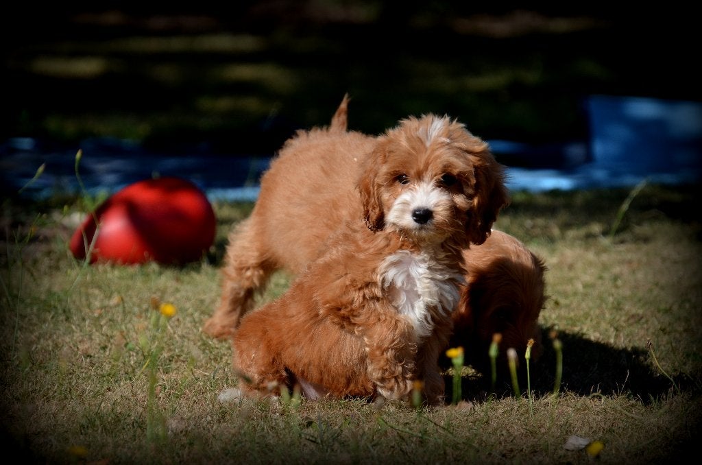 Cockapoo pups, Dieren en Toebehoren, Honden | Retrievers, Spaniëls en Waterhonden, België, CDV (hondenziekte), 8 tot 15 weken