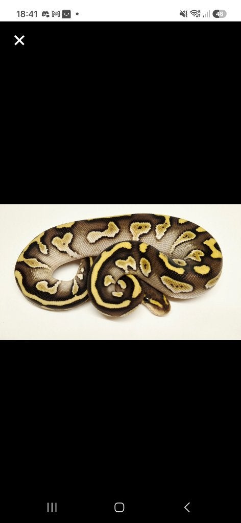 Koningspython (Python regius) - Nakweek 2026 Ball Python - female for sale from Roxanne De Pauw