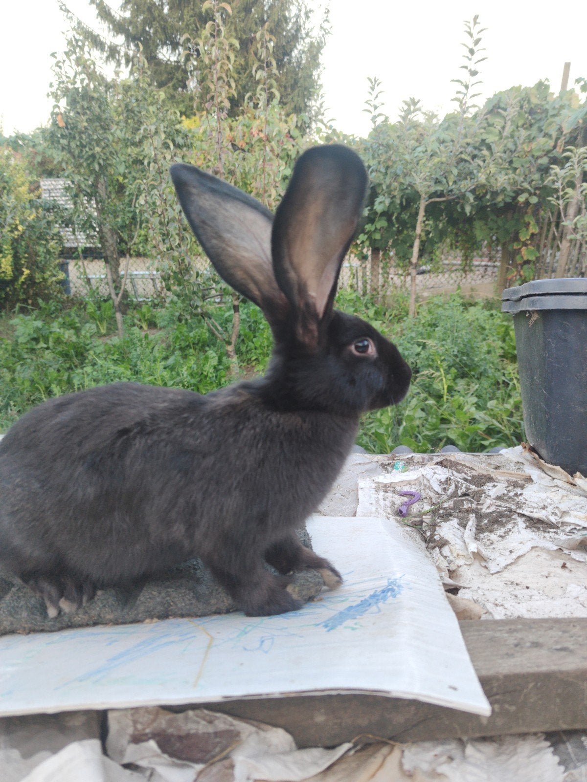 Moer vier maanden oud 15€, Dieren en Toebehoren