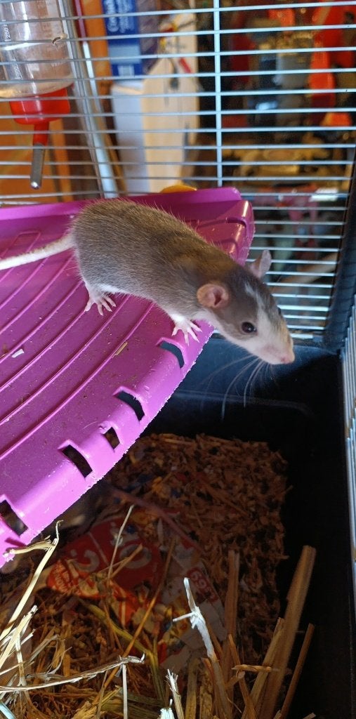 Rongeur, Animaux & Accessoires, Rongeurs, Juillet, Rat, Domestique