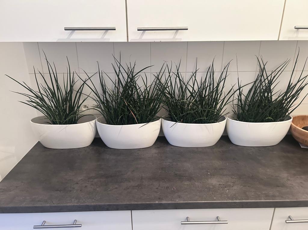 4 pots de fleurs ceramique blanc plante Sanseveria, Jardin & Terrasse, Bacs à fleurs & Jardinières, Enlèvement, Comme neuf