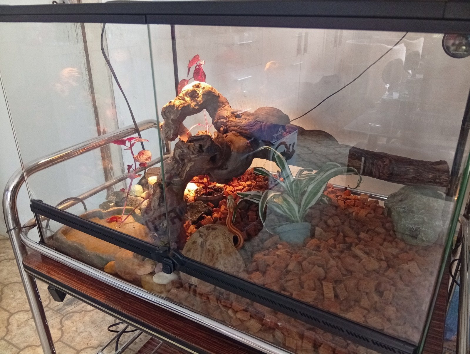 Terrarium, Animaux & Accessoires, Enlèvement