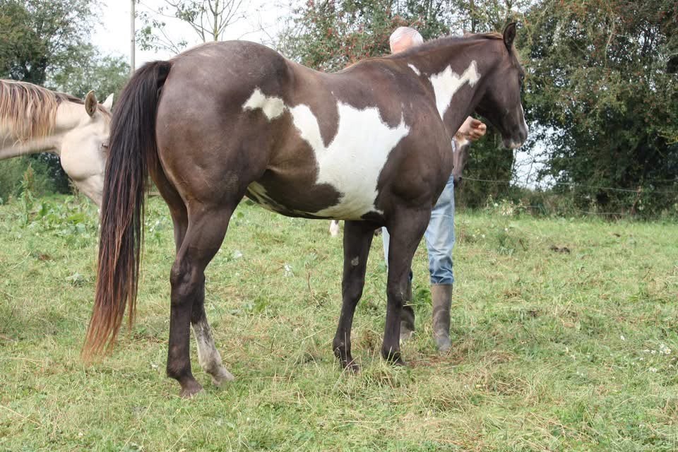 Jument qh smoky black overo, Dieren en Toebehoren, Merrie