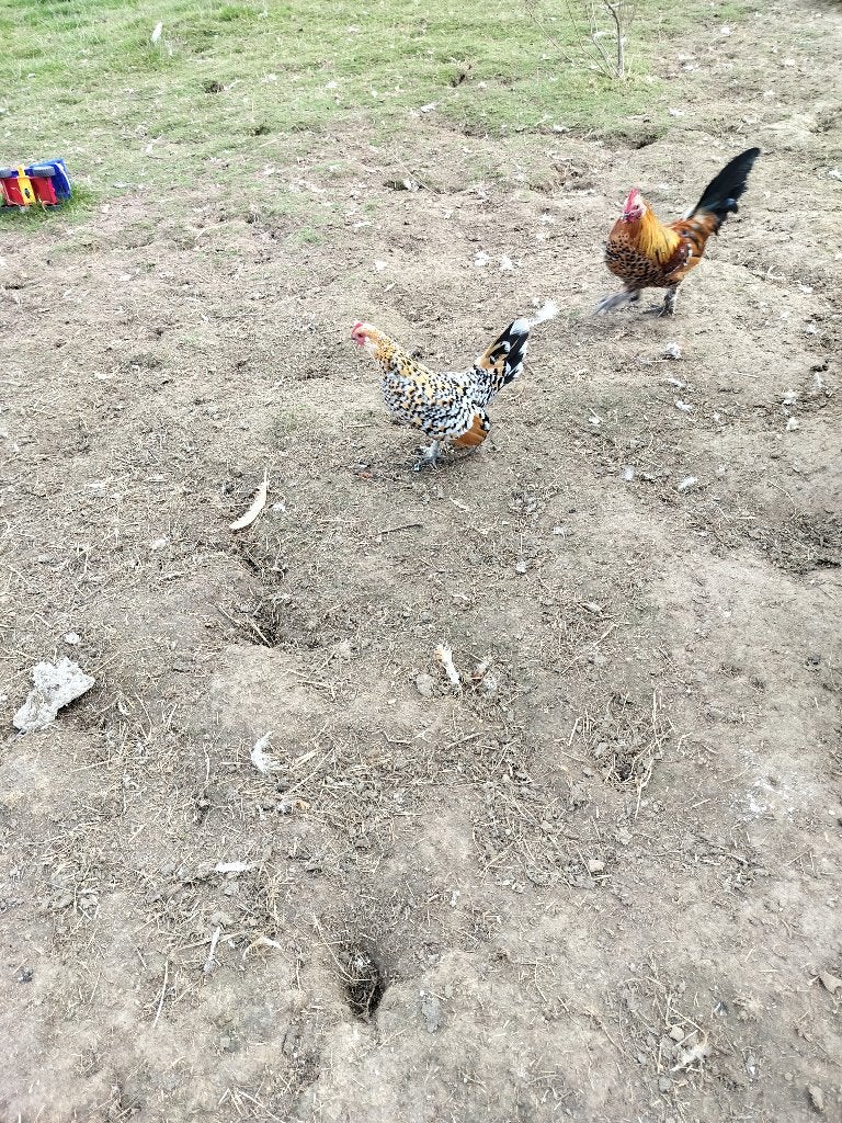 5 porselein kriel kippen, Dieren en Toebehoren, Meerdere dieren, Kip