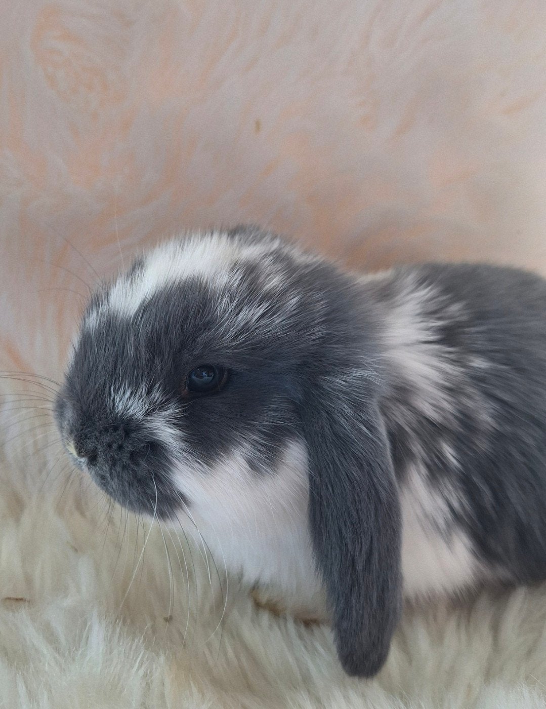 franse hangoor rammetjes, Mâle, Oreilles tombantes, 0 à 2 ans