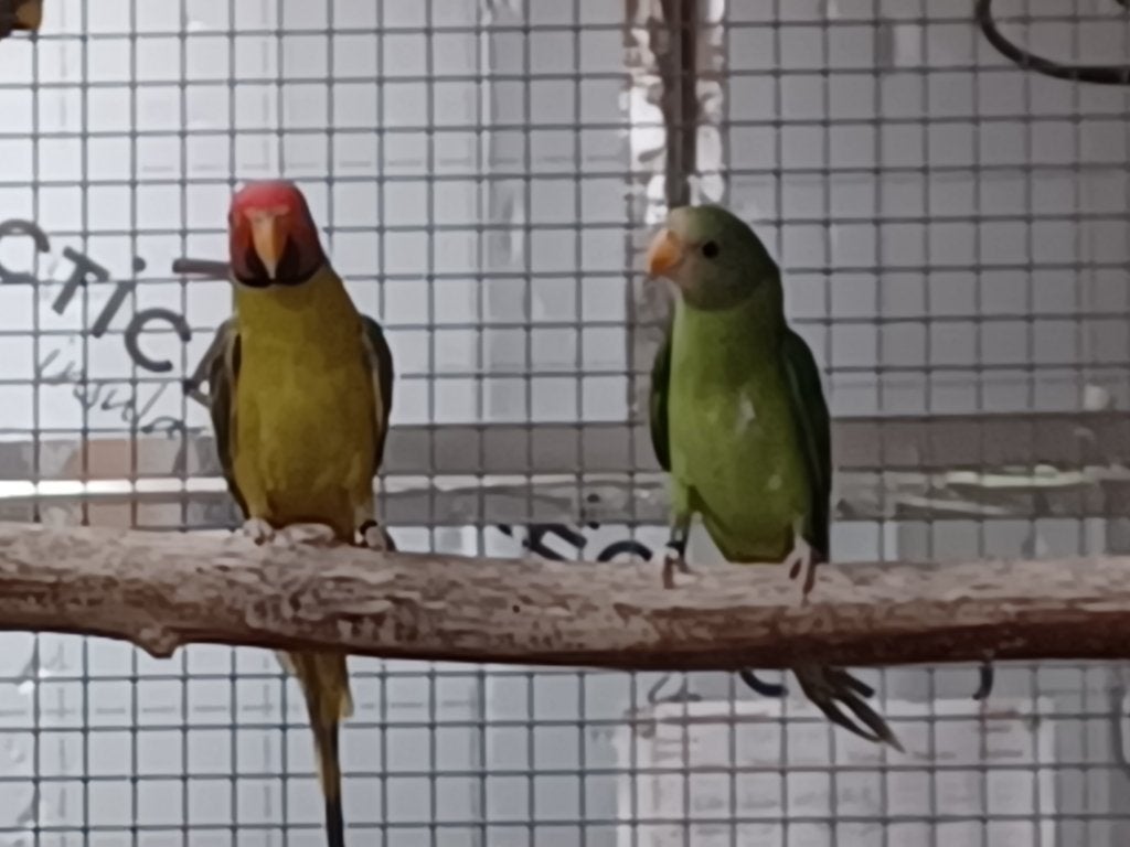 pruimkoppen, Dieren en Toebehoren, Vogels | Parkieten en Papegaaien, Parkiet, Geringd