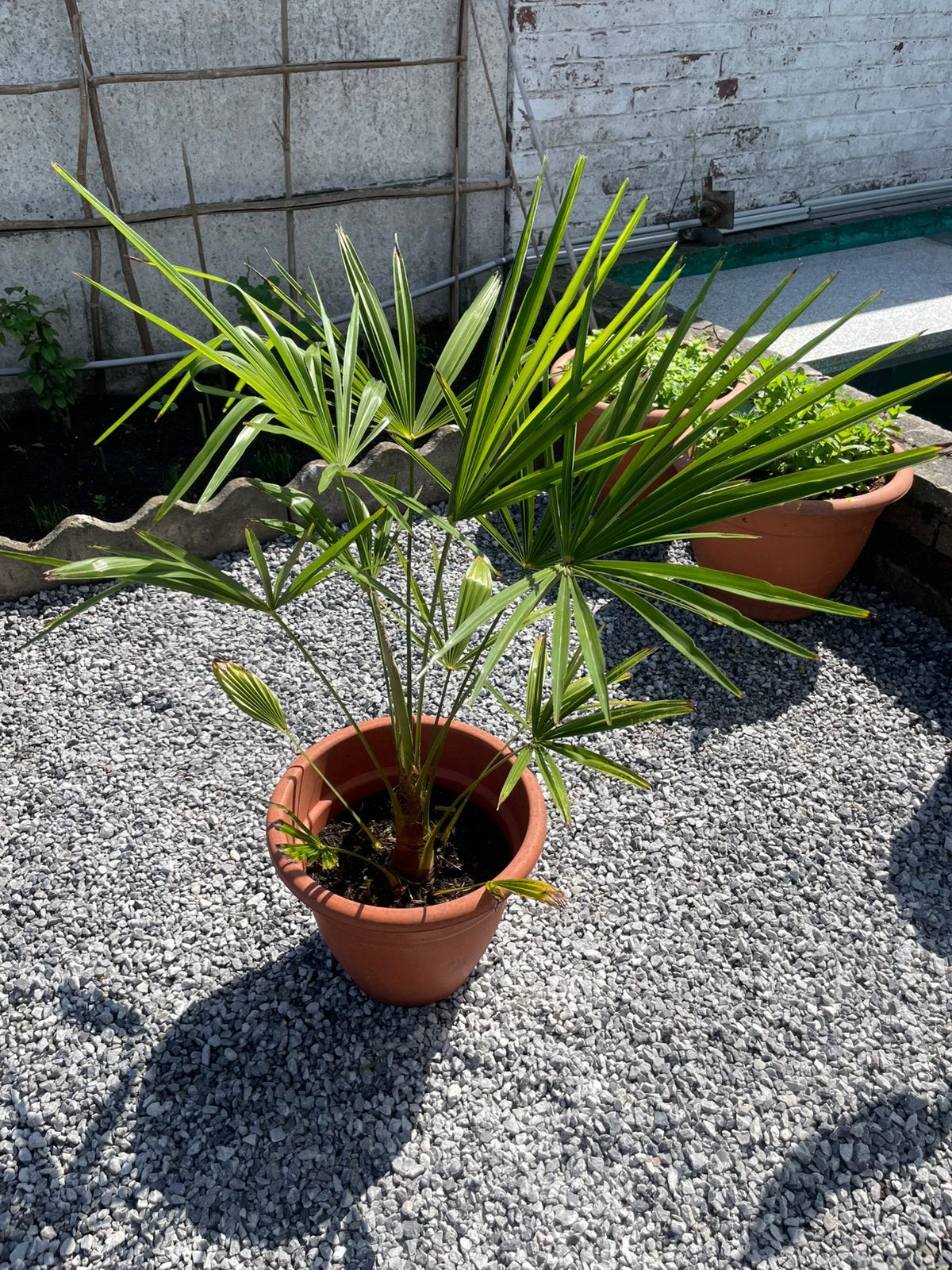 Palmier Trachycarpus Fortunei en pot., Ne fleurit pas, Plein soleil, Enlèvement, Graminées ornementales
