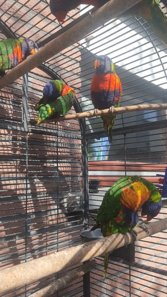 3 lori koppels + 3 poppen (DNA), Plusieurs animaux, Perroquet
