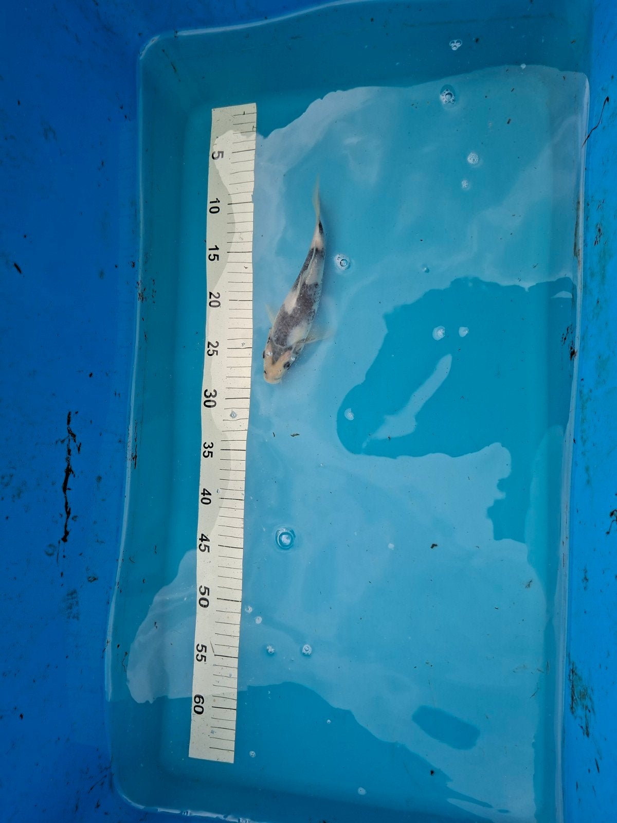 Japanse koi shiro utsuri, Dieren en Toebehoren, Vissen | Vijvervissen, Karper of Koi