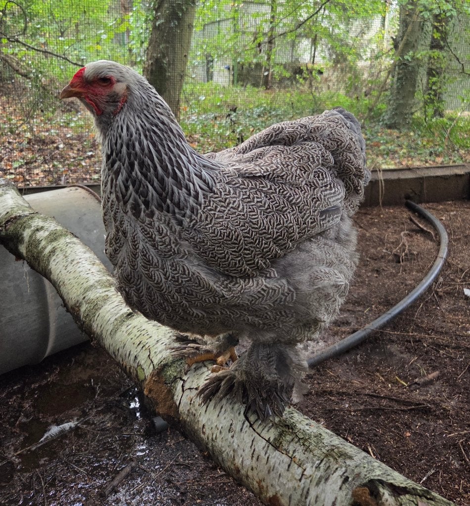 Brahma blauw zilverpatrijs hen, Femelle, Poule ou poulet