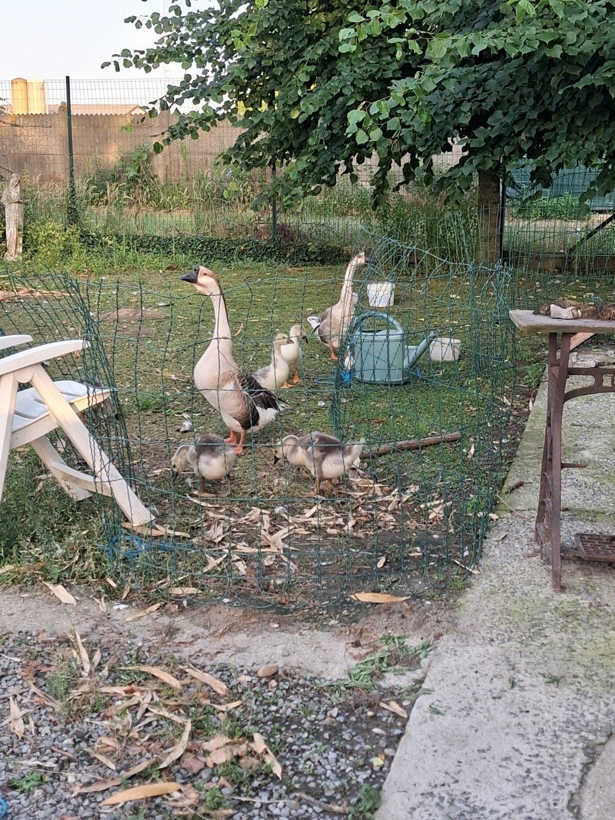 Kuikentjes te koop knobbelganzen mooie  per kuiken 2 maanden
