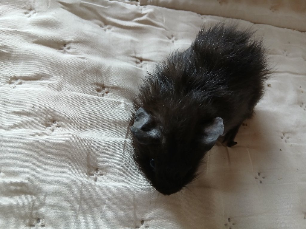 Jong cavia mannetje, Dieren en Toebehoren, Augustus, Cavia