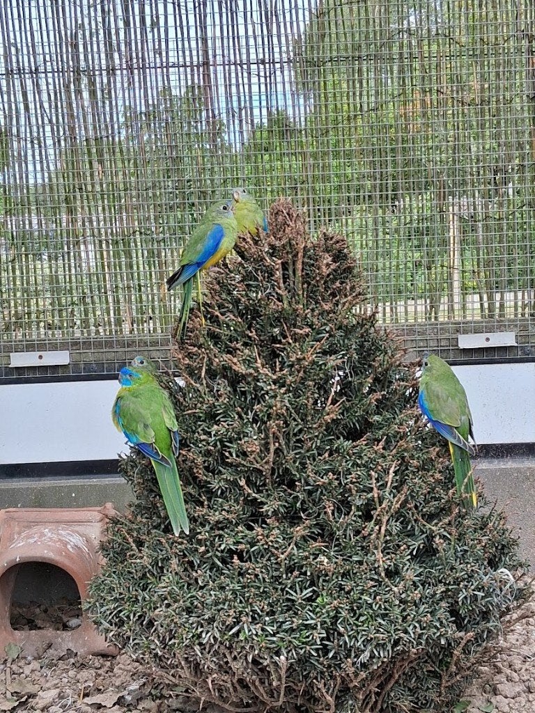 turquoisine parkieten, Parkiet