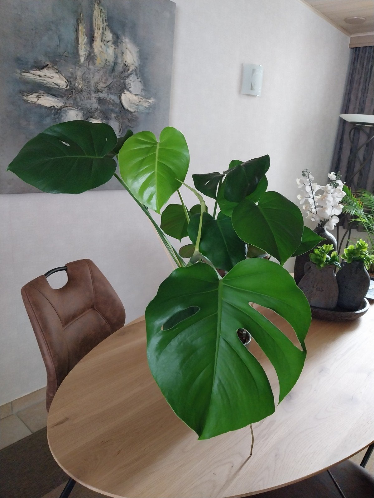 Monstera, Huis en Inrichting, Kamerplanten, Ophalen